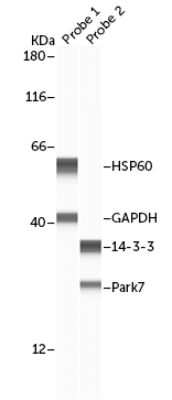 Abby Shows a Lane View of HSP60 and GAPDH Detected in the First Probe of a RePlex Immunoassay, and 14-3-3 and Park7 Detected in the Second Immunoassay